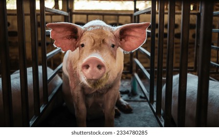 Retrato de cerdos lindos criadores con hocico sucio, cerca del hocico de cerdo.