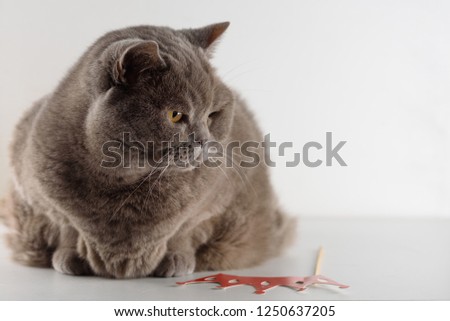 Portrait cute British Shorthair Cat with bright orange eyes lying and look down on white background.Adorable adult British Shorthair cat with plush short coat, impressive muscle mass,sturdy physique