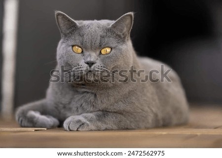 Similar – Image, Stock Photo Cute domestic British shorthair golden cat sitting on wooden surface in apartment and looking away