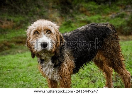 Portrait of a cute brown Bosnian Coarse-haired Hound. Barak dog on the green garden background is looking at the camera .