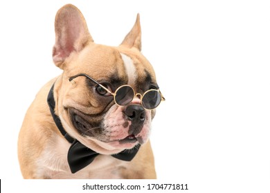 portrait of cute brown french bulldog wear sunglasses and black bow tie isolated on white background, pet and animal concept