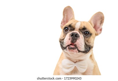 Portrait of cute brown french bulldog wear white bow tie isolated on white background and clipping path, pet and animal concept