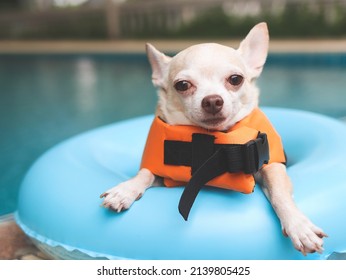 Portrait Of A Cute Brown Short Hair Chihuahua Dog Wearing   Orange Life Jacket Or Life Vest Sitting In Blue Swimming Ring By Swimming Pool. Pet Water Safety.