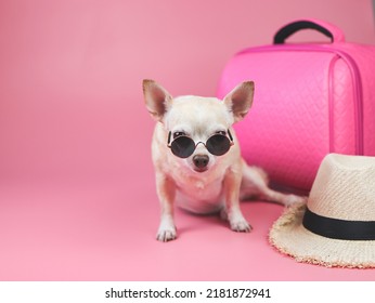Portrait  of a cute brown short hair chihuahua dog wearing sunglasses  sitting  on pink background with travel accessories, pink suitcase and straw hat.