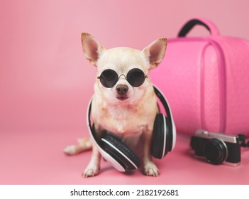 Portrait  of a cute brown short hair chihuahua dog wearing sunglasses and headphones around neck, sitting  on pink background with travel accessories, pink suitcase and camera.