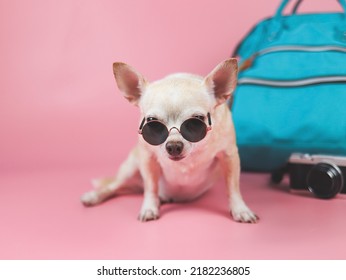 Portrait  of a cute brown short hair chihuahua dog wearing sunglasses  sitting  on pink  background with travel accessories, camera and backpack. travelling  with animal concept.
