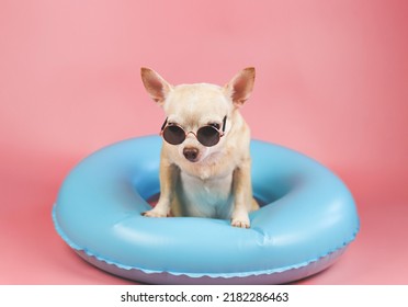 Portrait  of a cute brown short hair chihuahua dog wearing sunglasses  standing in blue swimming ring, isolated on pink background.