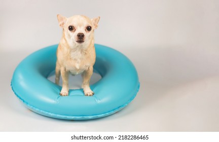 Portrait  of a cute brown short hair chihuahua dog  standing in blue swimming ring, isolated on white background.