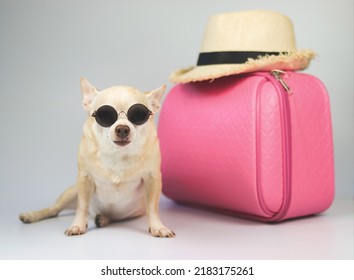 Portrait  of a cute brown short hair chihuahua dog wearing sunglasses  sitting  on white  background with travel accessories, pink suitcase and straw hat.