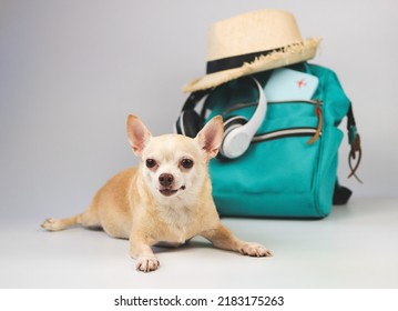 Portrait  of a cute brown short hair chihuahua dog  lying down  on white  background with travel accessories, camera, backpack, passport,  headphones and straw hat. travelling  with animal concept.