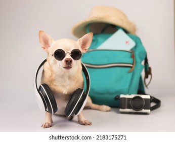 Portrait  of a cute brown short hair chihuahua dog wearing sunglasses and headphones around neck, sitting  on white background with travel accessories, camera, backpack, hat.