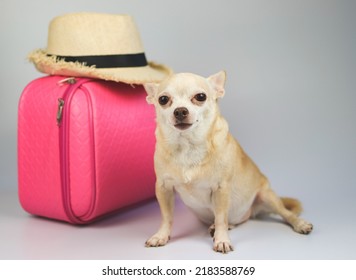 Portrait  of a cute brown short hair chihuahua dog  sitting  on white  background with travel accessories, straw hat and pink suitcase.  travelling  with animal concept.
