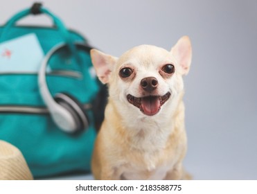 Portrait  of a cute brown short hair chihuahua dog  sitting  on white  background with travel accessories, camera, backpack, passport and  headphones. travelling  with animal concept.
