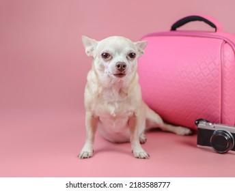 Portrait  of a cute brown short hair chihuahua dog   sitting  on pink  background with travel accessories, camera and pink suitcase.  travelling  with animal concept.