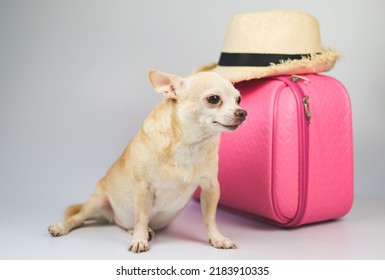 Portrait  of a cute brown short hair chihuahua dog  sitting  on white  background with travel accessories, straw hat and pink suitcase.  travelling  with animal concept.