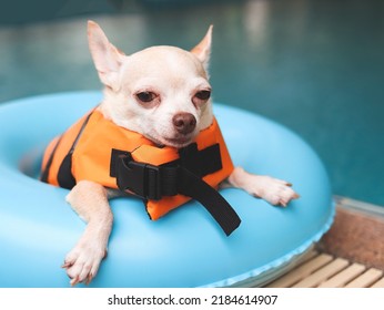 portrait of a cute brown short hair chihuahua dog wearing   orange life jacket or life vest sitting in blue swimming ring by swimming pool. Pet Water Safety.