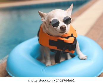 Portrait  of a cute brown short hair chihuahua dog wearing sunglasses and  orange life jacket or life vest standing in blue swimming ring by swimming pool. Pet Water Safety. - Powered by Shutterstock