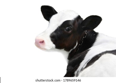 portrait of a cute calf on a white background. symbol of 2021 of the white bull on the Chinese calendar