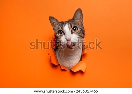 Portrait of cute cat breaking through hole in orange paper background