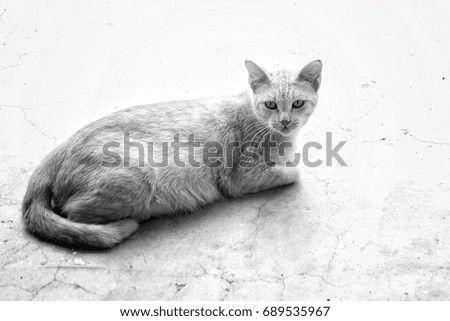 Similar – Image, Stock Photo Chili chills. Animal Pet