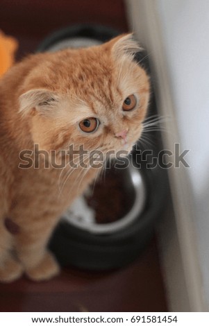 portrait of cute cat scottish fold 