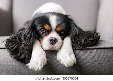 Portrait of cute cavalier spaniel