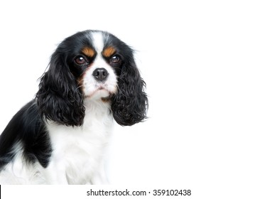 76,816 Black fluffy dog Images, Stock Photos & Vectors | Shutterstock