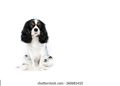 portrait of cute cavalier spaniel isolated on white background, copy space