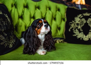 portrait of cute cavalier spanielThe cavalier king Charles Spaniel is lying on a bright green sofa among pillows