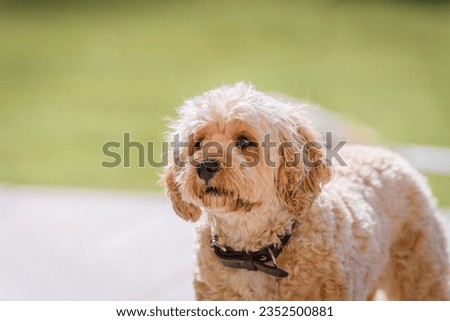 A portrait of a cute Cavapoo dog with a brown collar on a sunny day in the park
