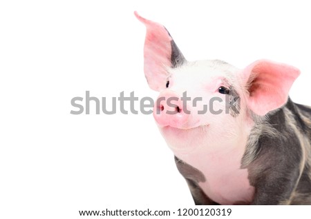 Portrait of a cute cheerful pig, isolated on white background