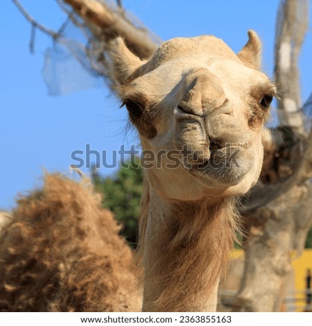 Portrait of cute chewing camel, front view