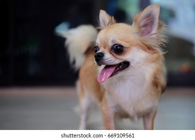 Portrait Cute Chihuahua Dog Light Brown Stock Photo 669109561 ...