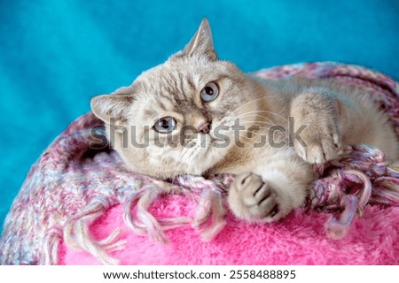 Similar – Image, Stock Photo Cute domestic British shorthair golden cat sitting on wooden surface in apartment and looking away