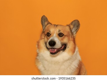 コーギー 犬 の写真素材 画像 写真 Shutterstock