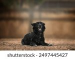 Portrait of a cute Croatian sheepdog in the garden.