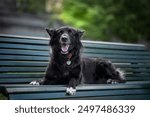 Portrait of a cute Croatian sheepdog in the garden.