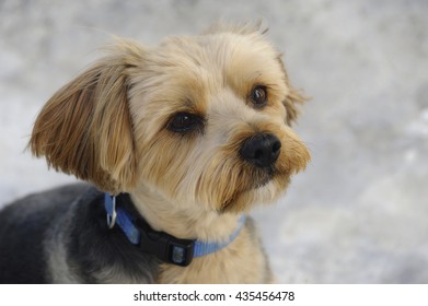 Portrait Of A Cute Cross-breed Small Size Dog Posing, Well Groomed And Cheerful Domesticated Animal Sitting Still, Concept For A Man's, Woman's Best Friend, Pure Unconditional Love Or Who's A Good Boy