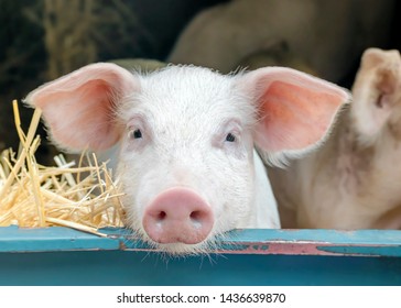 Portrait of cute curious white pink meat breed pig on sale at the local village market looking at the camera.