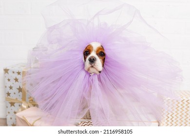 Portrait of cute curly haired brown and white coker spaniel birthday party celebration in lace chiffon dress frill side view. Boxes gift presents with gold stars. Puppy muzzle. Close up - Shutterstock ID 2116958105