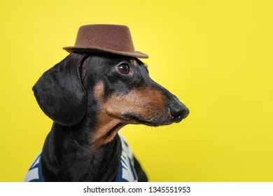 5,053 Dachshund in hat Images, Stock Photos & Vectors | Shutterstock