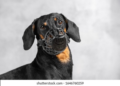 best muzzle for dachshund