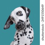 portrait of cute Dalmatian Dog on light blue background