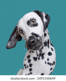 portrait of cute Dalmatian Dog on light blue background