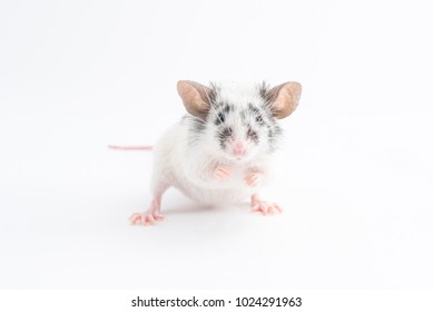 Portrait of cute decorative mouse, on light background