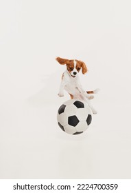 Portrait Of Cute Dog Of Cavalier King Charles Spaniel Cheerfully Jumping On Football Ball Isolated Over White Studio Background. Concept Of Motion, , Vet, Breed, Pets, Animal Life. Copy Space For Ad