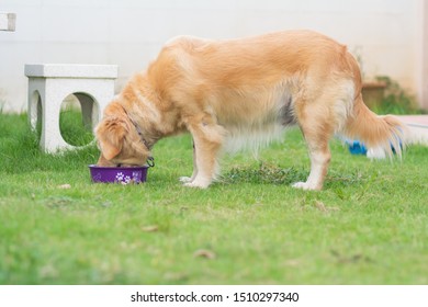 Portrait Of Cute Dog Golden Retriver On The Lawn