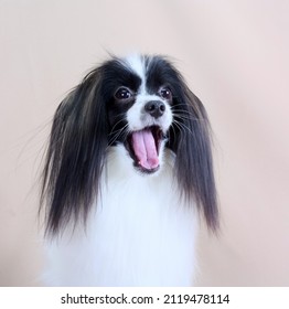Portrait of a cute dog with hanging ears and protruding tongue. The emotion of surprise in a puppy of the Phalen breed. A copy of the space. Close-up. Front view. Vertical position. Selective focus.
