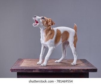 A Portrait Of A Cute Dog Jack Russel Terrier Barking Shot On Medium Format On Isolated Grey Background In Studio. 