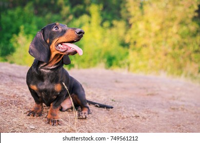 portrait cute dog (puppy) breed dachshund black tan, against the background of green trees in the park in summer